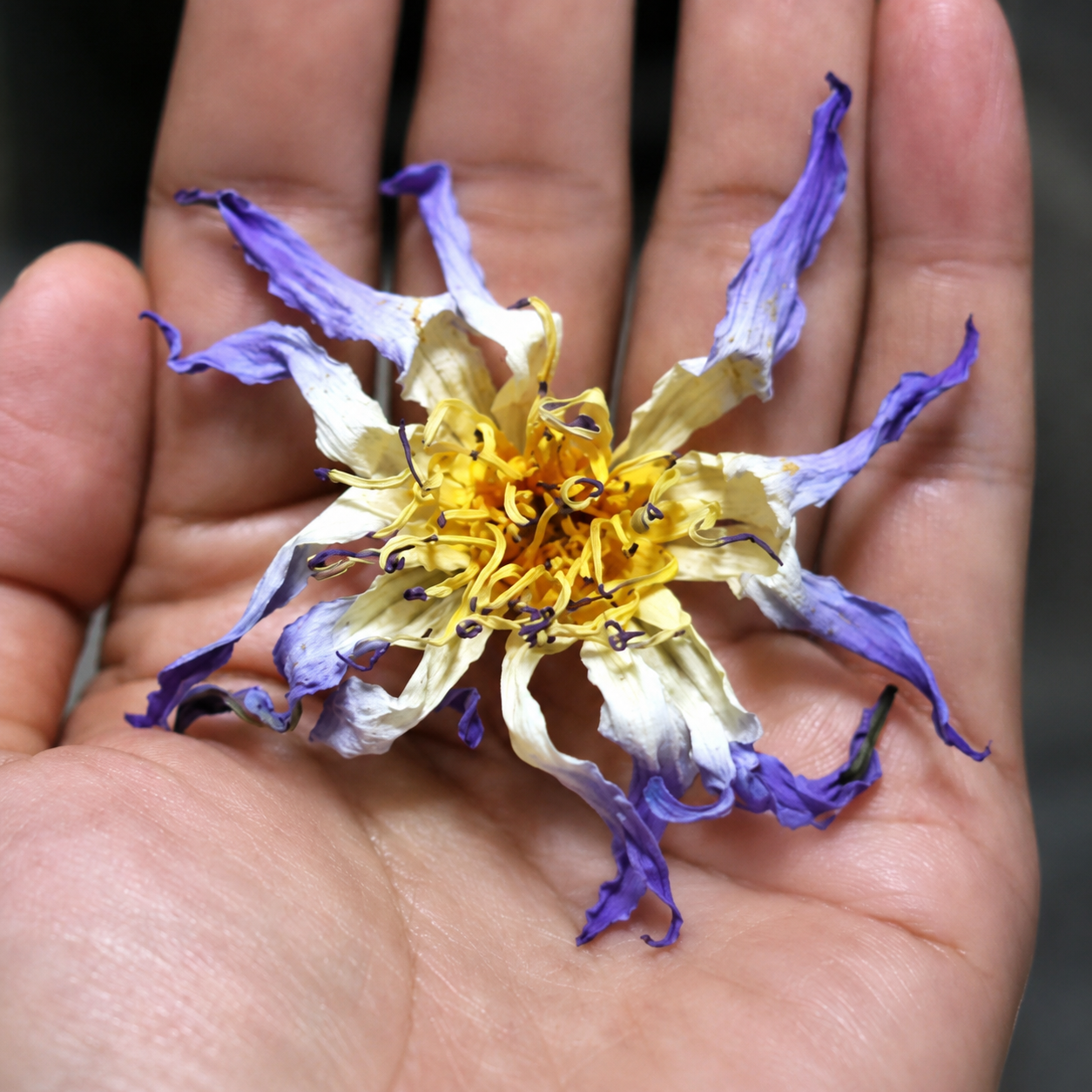 Authentic dried Nymphaea caerulea — whole flower showing petals, stamens and structure