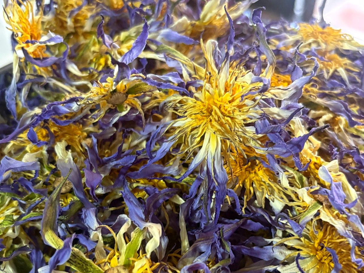Authentic dried Nymphaea caerulea from LOTHARA — whole flowers showing ivory and violet petals, fine yellow stamens and intact sepals