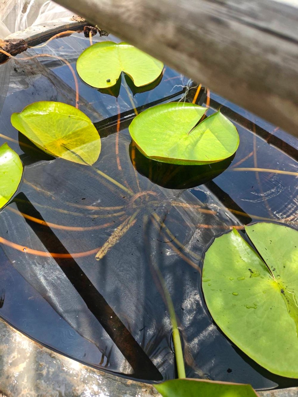Lily pads on a cultivation pond under protective netting