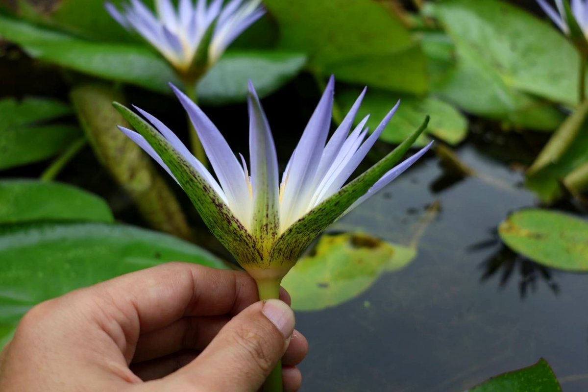 The underside of a Nymphaea caerulea flower, showing the green sepals with darker streaks