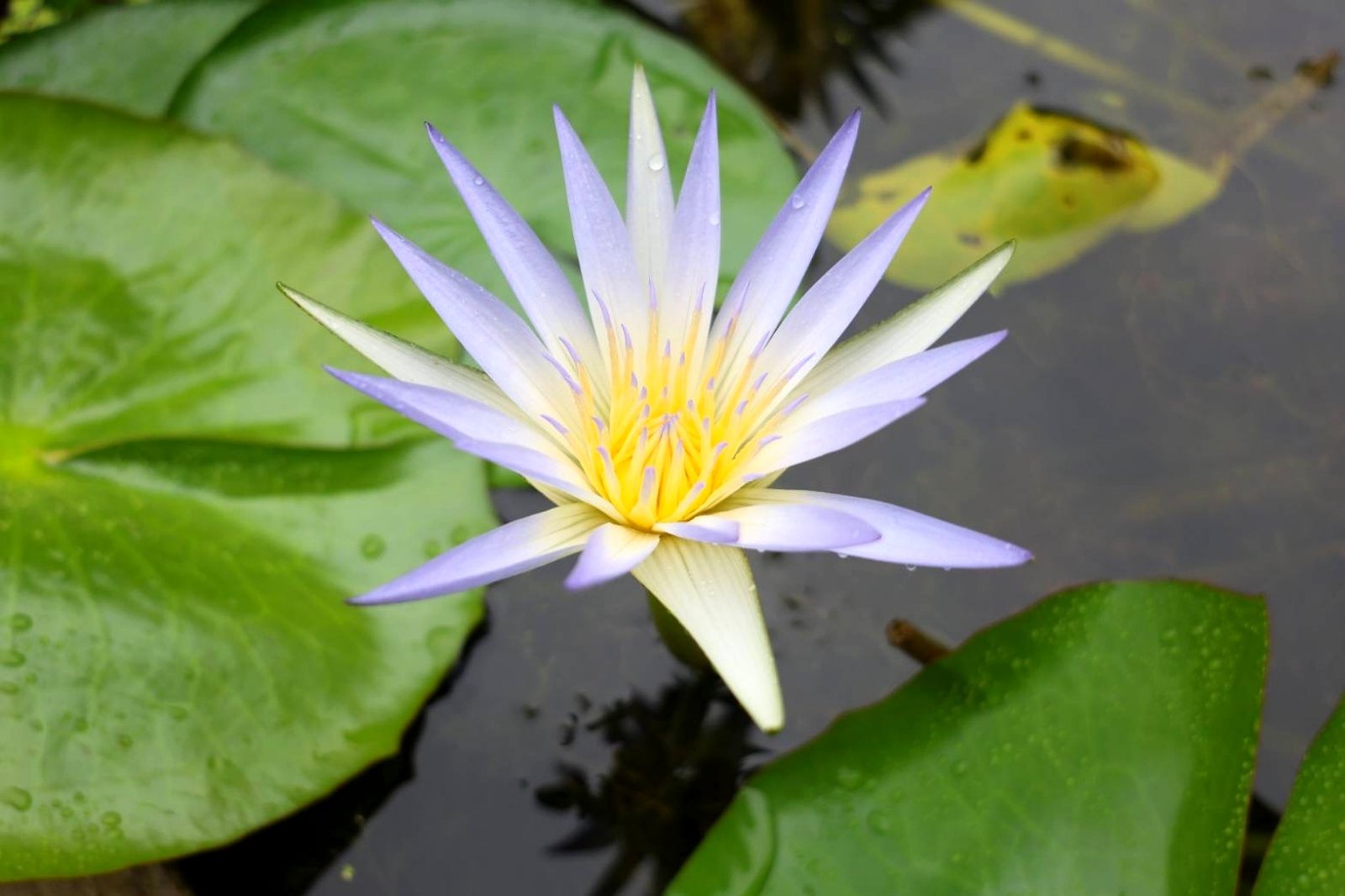 A living Nymphaea caerulea in bloom on the water, pale blue-violet petals around a yellow heart