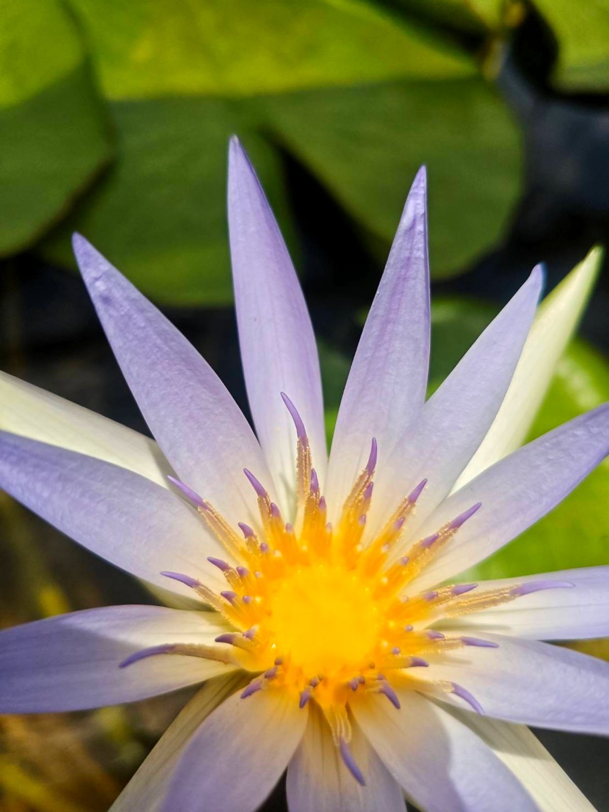 Macro of an open Nymphaea caerulea — narrow pointed petals, dense yellow stamens