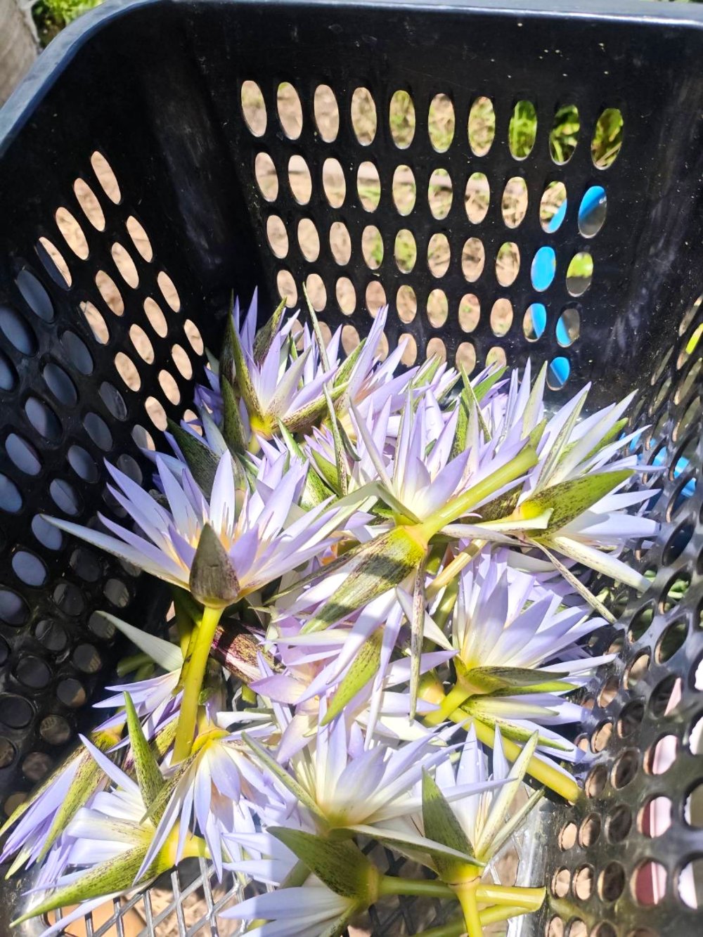 Freshly cut Nymphaea caerulea flowers gathered in a harvest crate