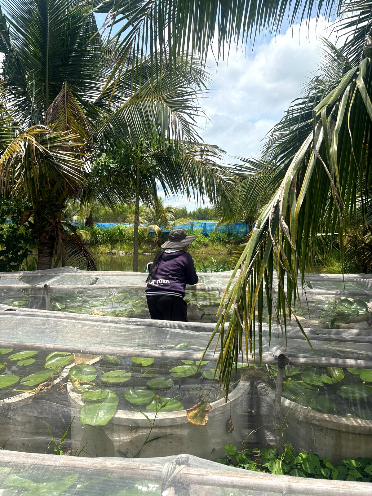 Netted basins under palms, a grower working at the far end
