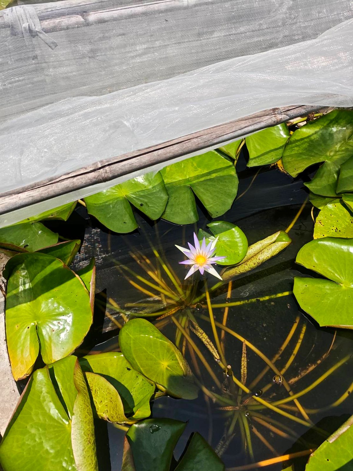 A single Nymphaea caerulea open among the pads on a still, dark basin