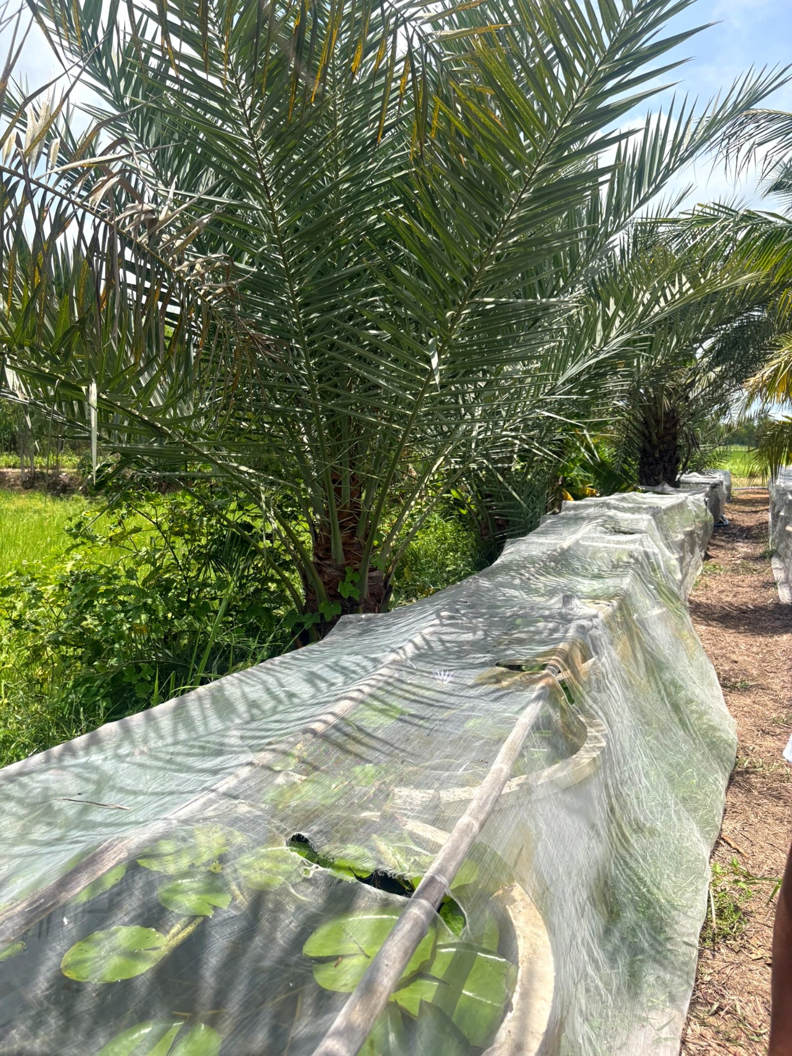 Rows of netted cultivation ponds under palms, Amnat Charoen, Thailand
