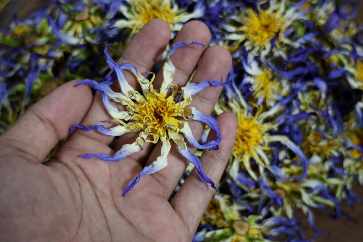 A single dried Nymphaea caerulea flower held in the palm above the batch